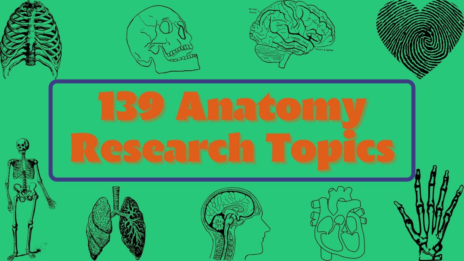 phd research topics in anatomy